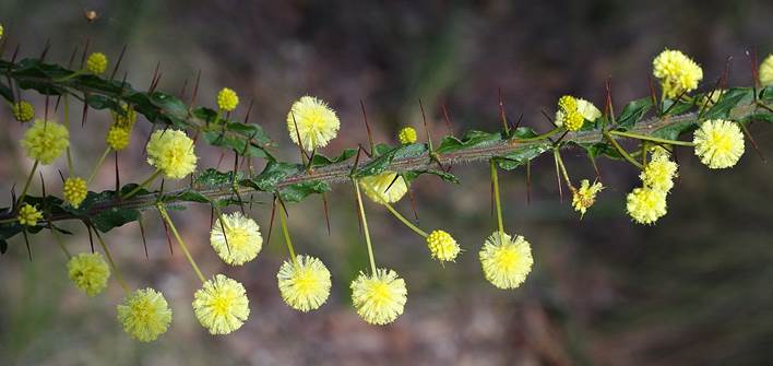 Descripción: Descripción: File:Acacia paradoxa (Hedge Wattle) (24631313579).jpg - Wikimedia Commons